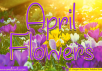 April Flowers Font - Featured Image