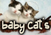 Baby Cats Font - Featured Image