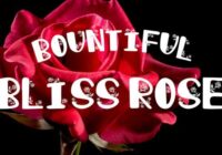 Bountiful Bliss Rose Font - Featured Image