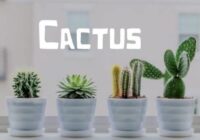Cactus Font Font - Featured Image