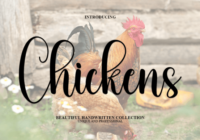 Chickens Font - Featured Image