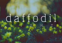 Daffofil Font - Featured Image
