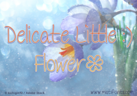 Delicate Little Flower Font - Featured Image