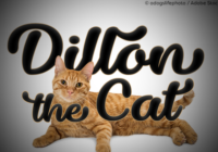 Dillon the Cat Font - Featured Image
