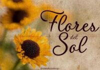 Flores Del Sol Font - Featured Image