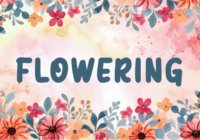 Flowering Font - Featured Image