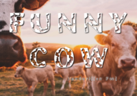 Funny Cow Font - Featured Image