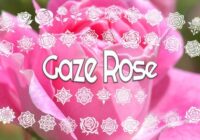 Gaze Rose Font - Featured Image