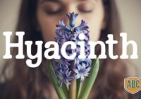 Hyacinth Font - Featured Image