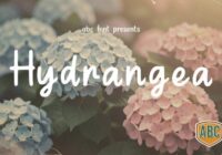 Hydrangea Font - Featured Image