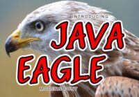 Java Eagle Font - Featured Image