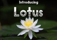 Lotus Font - Featured Image