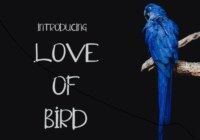 Love of Bird Font - Featured Image