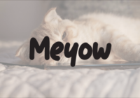 Meyow Font - Featured Image