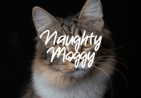 Naughty Moggy Font - Featured Image