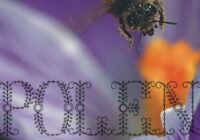 Polen Family Font - Featured Image